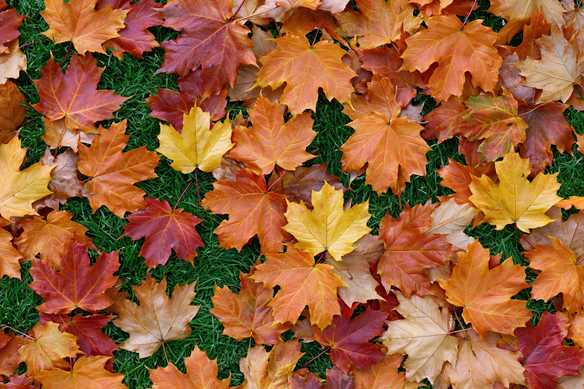 Fallen maple leaves scattered across green grass in autumn