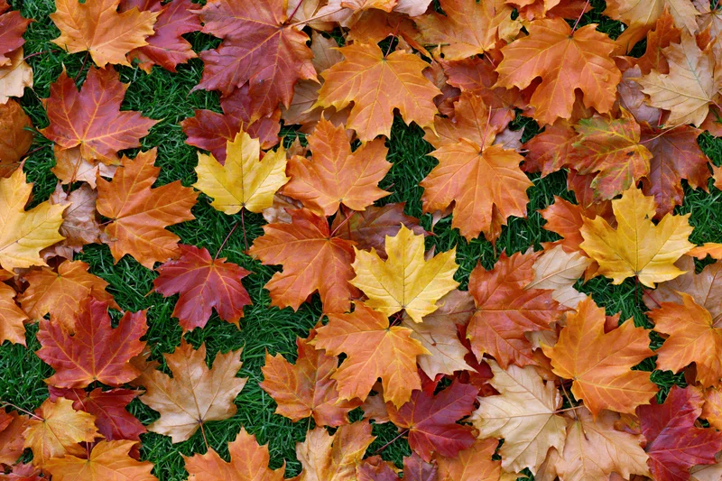 Fallen maple leaves scattered across green grass in autumn