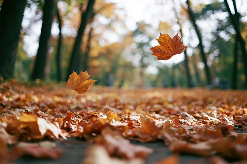Maple leaves falling and resting on a park path covered in autumn foliage