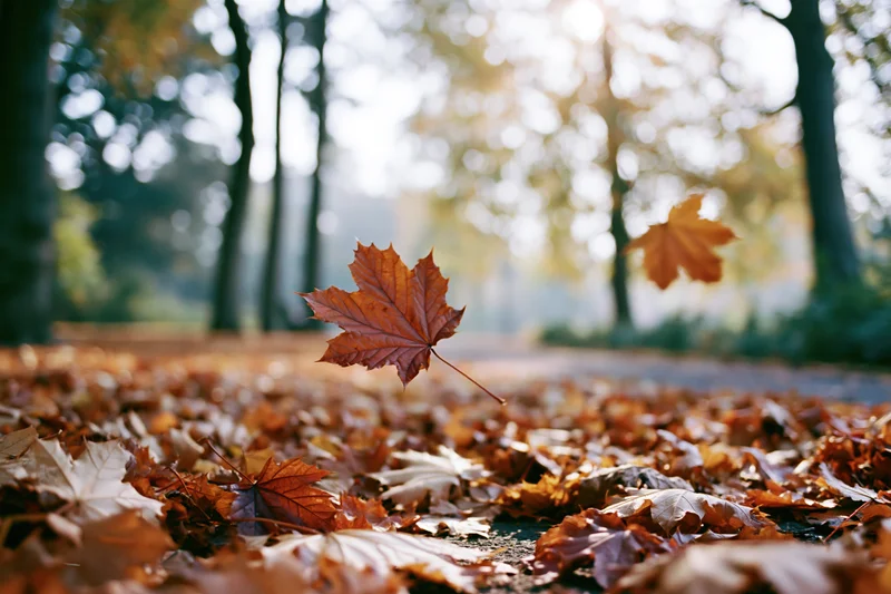 Fallen maple leaf resting on a path covered in autumn foliage in a park