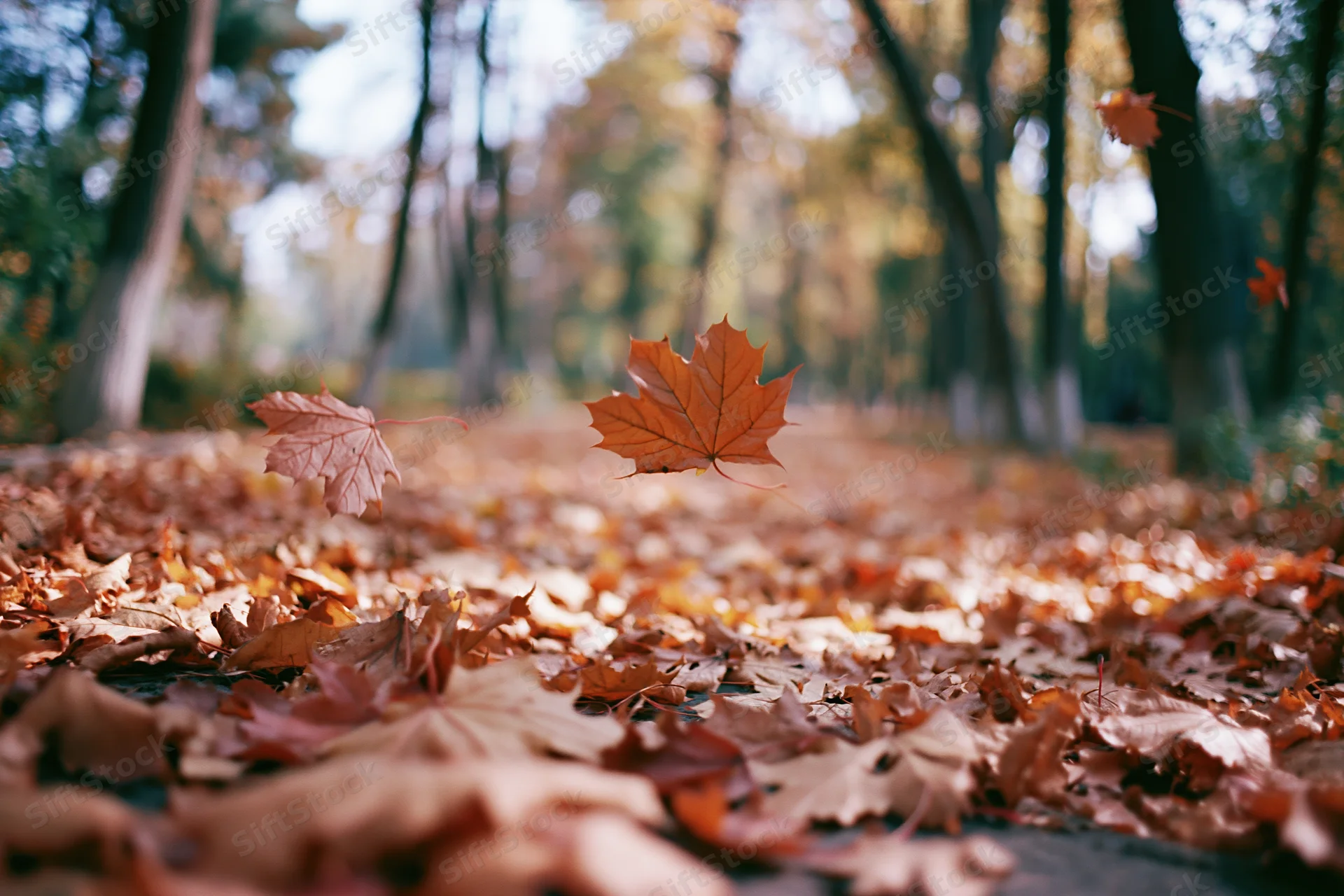 Fallen maple leaves scattered across a park path in autumn forest