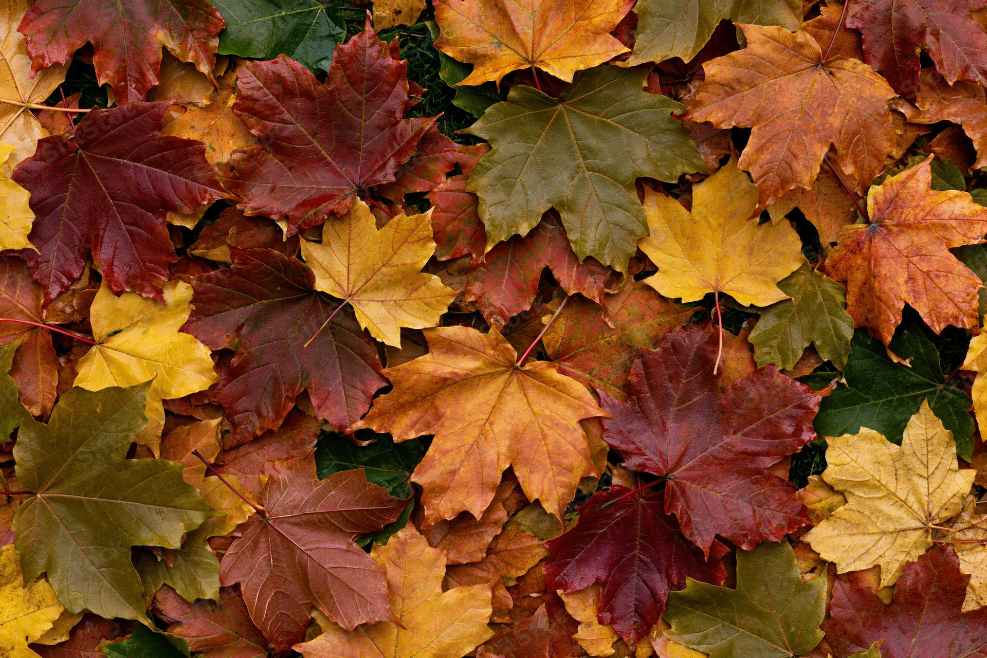 Fallen maple leaves covering the ground in autumn colors