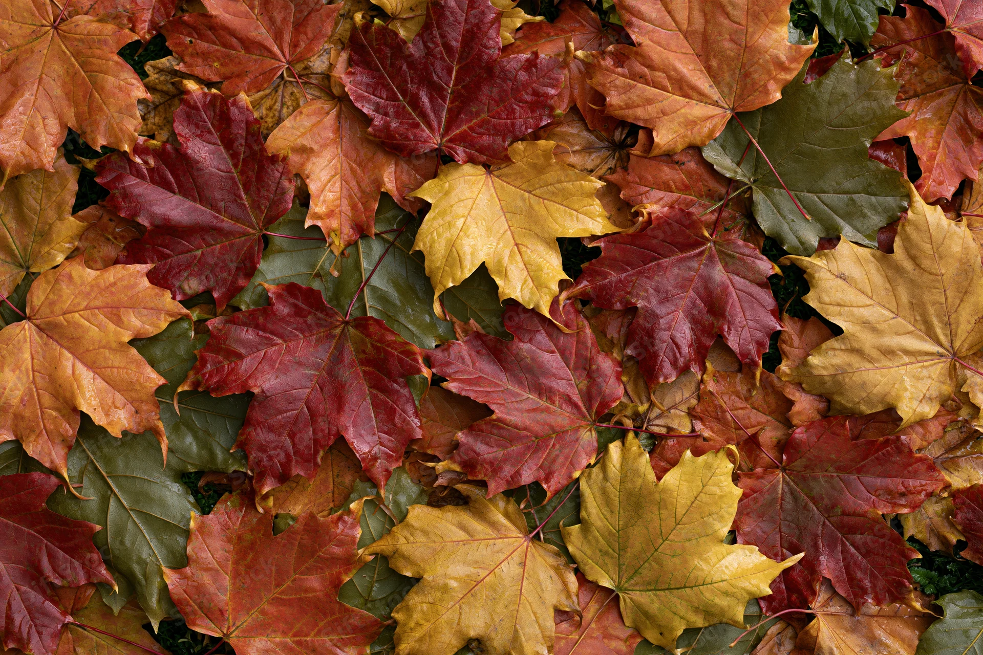 Fallen maple leaves covering the ground in a dense layer during autumn