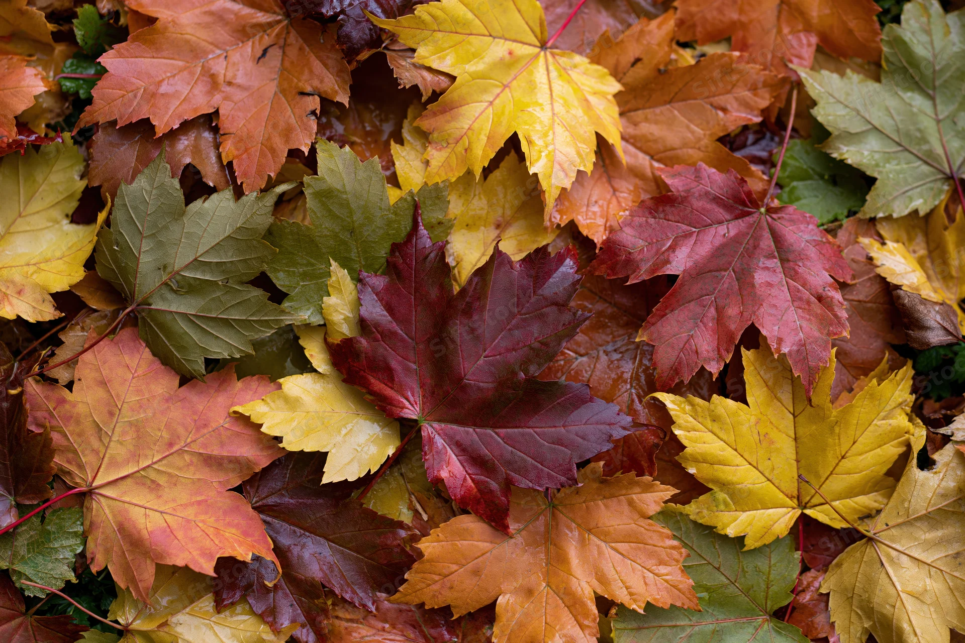 Fallen maple leaves covering the ground in a dense layer during autumn