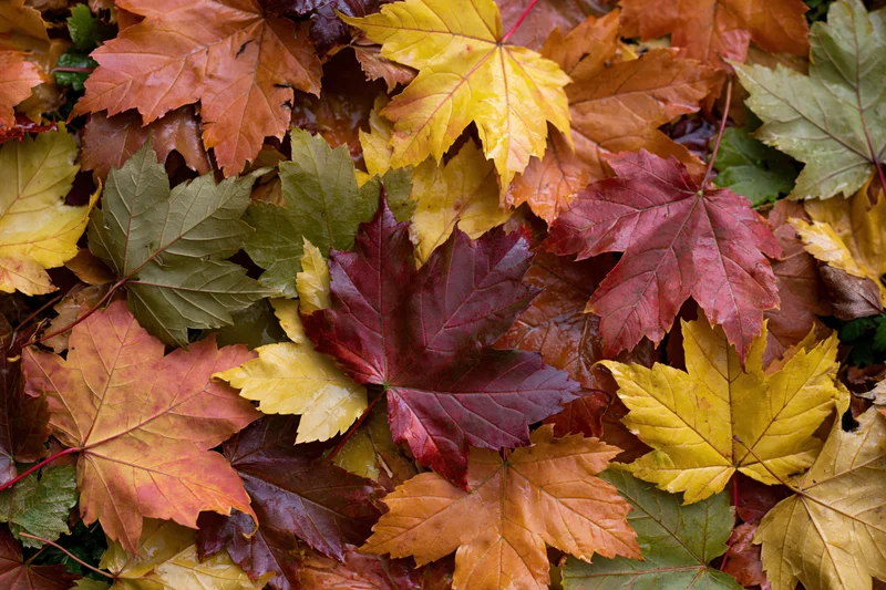 Fallen maple leaves covering the ground in a dense layer during autumn