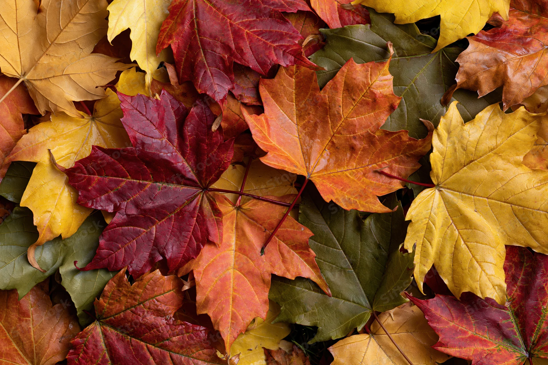 Fallen maple leaves covering the ground in autumn colors