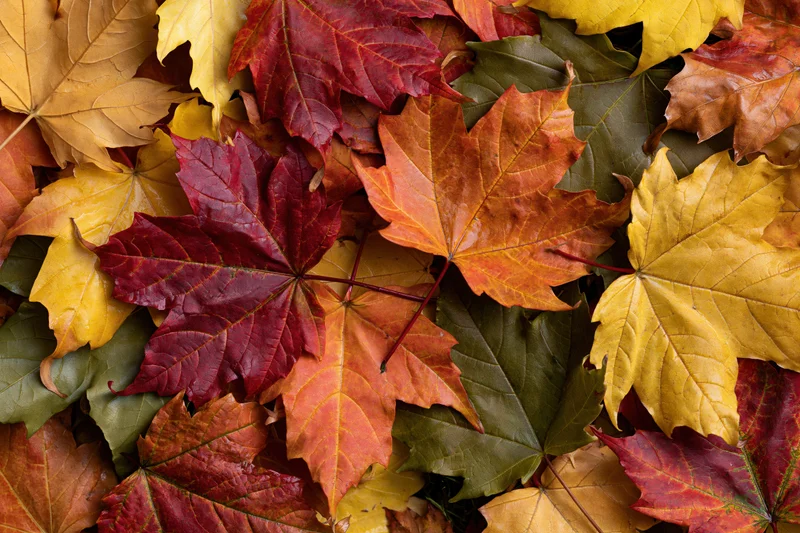 Fallen maple leaves covering the ground in autumn colors