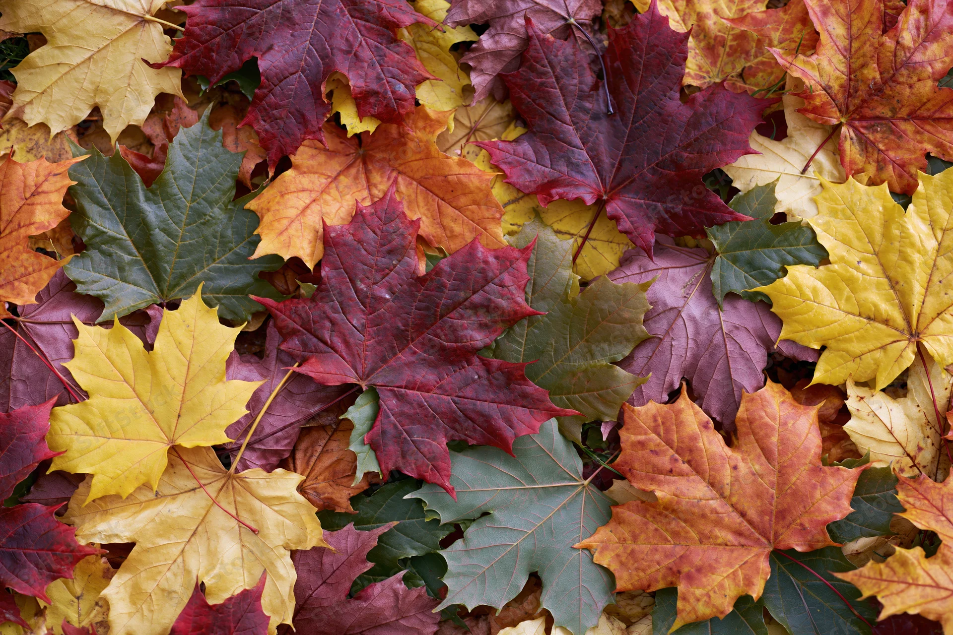Fallen maple leaves in vibrant autumn colors covering the ground in a flat lay arrangement