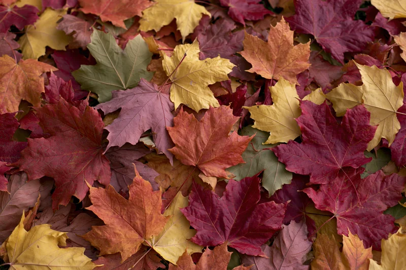 Fallen maple leaves covering the ground in a flat lay overhead view