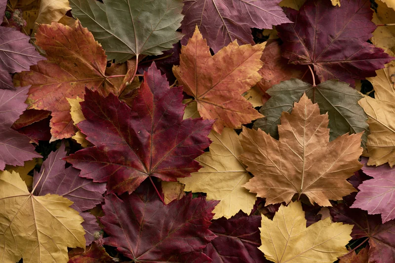 Fallen maple leaves in autumn colors covering the ground in a flat lay arrangement