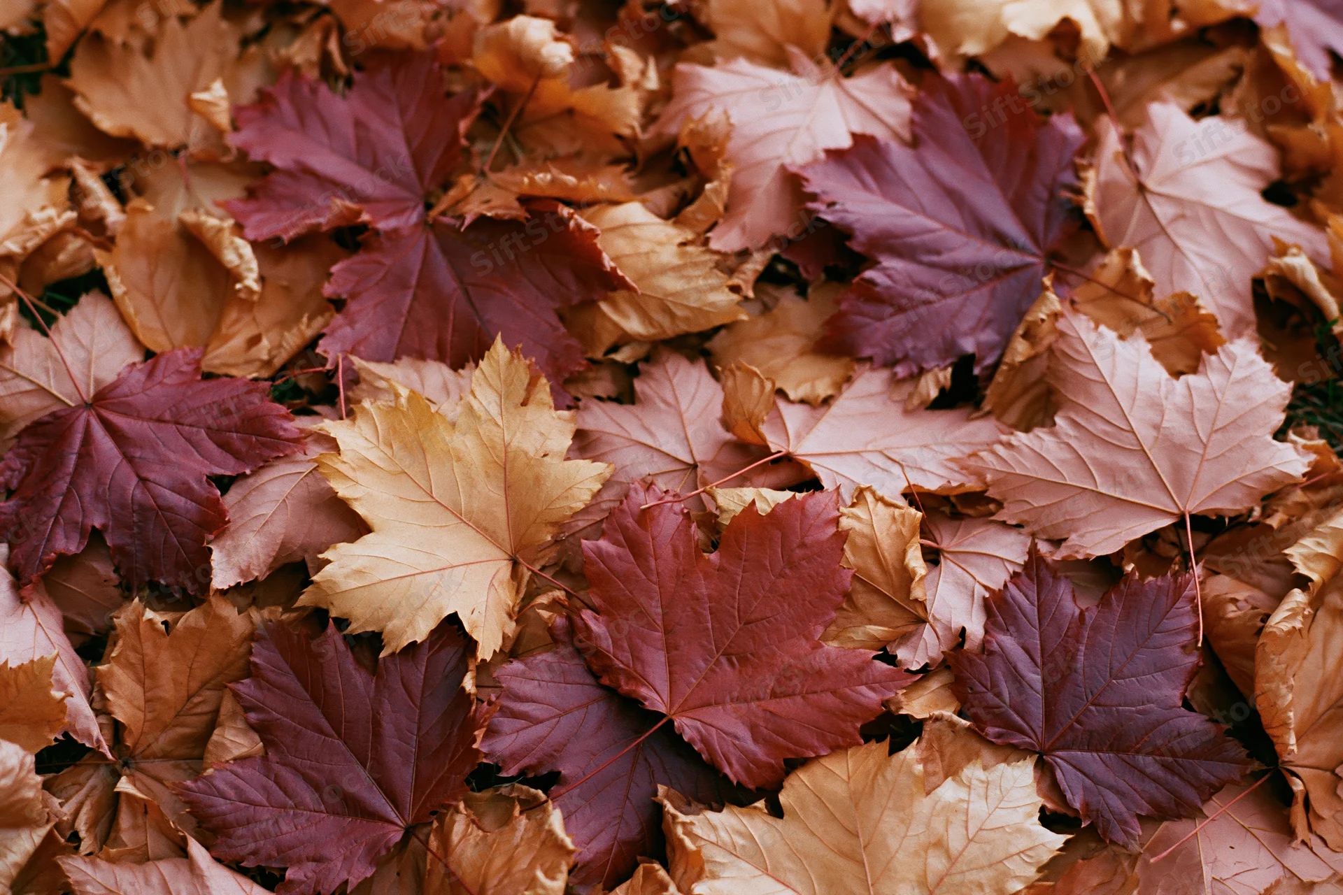 Fallen maple leaves covering the ground in a dense layer of autumn colors