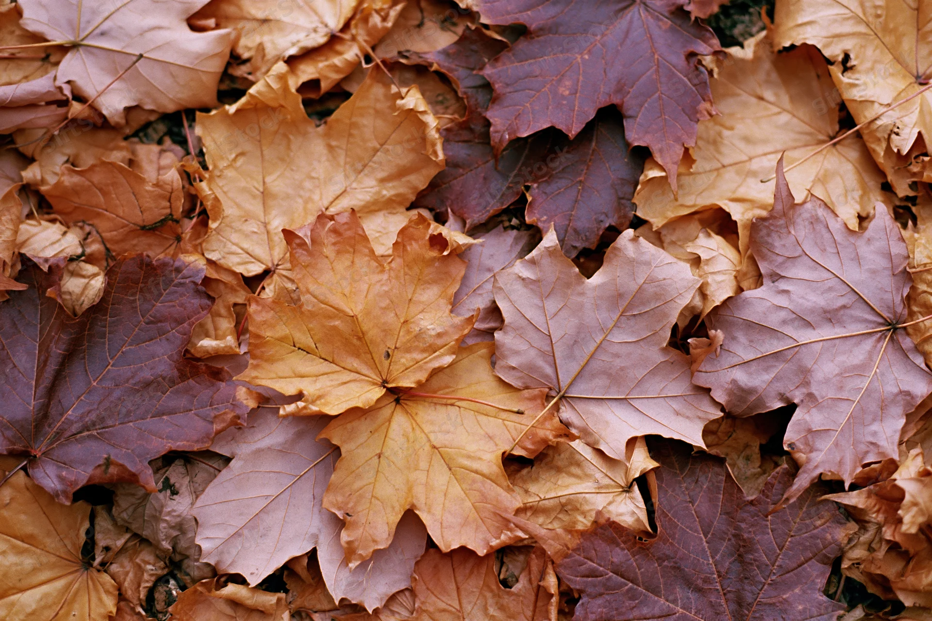 Fallen maple leaves covering the ground in a dense layer of autumn foliage