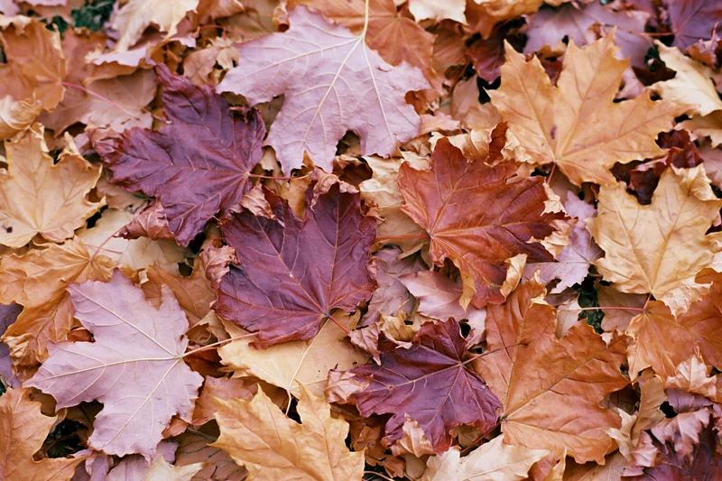 Fallen maple leaves covering the ground in autumn colors