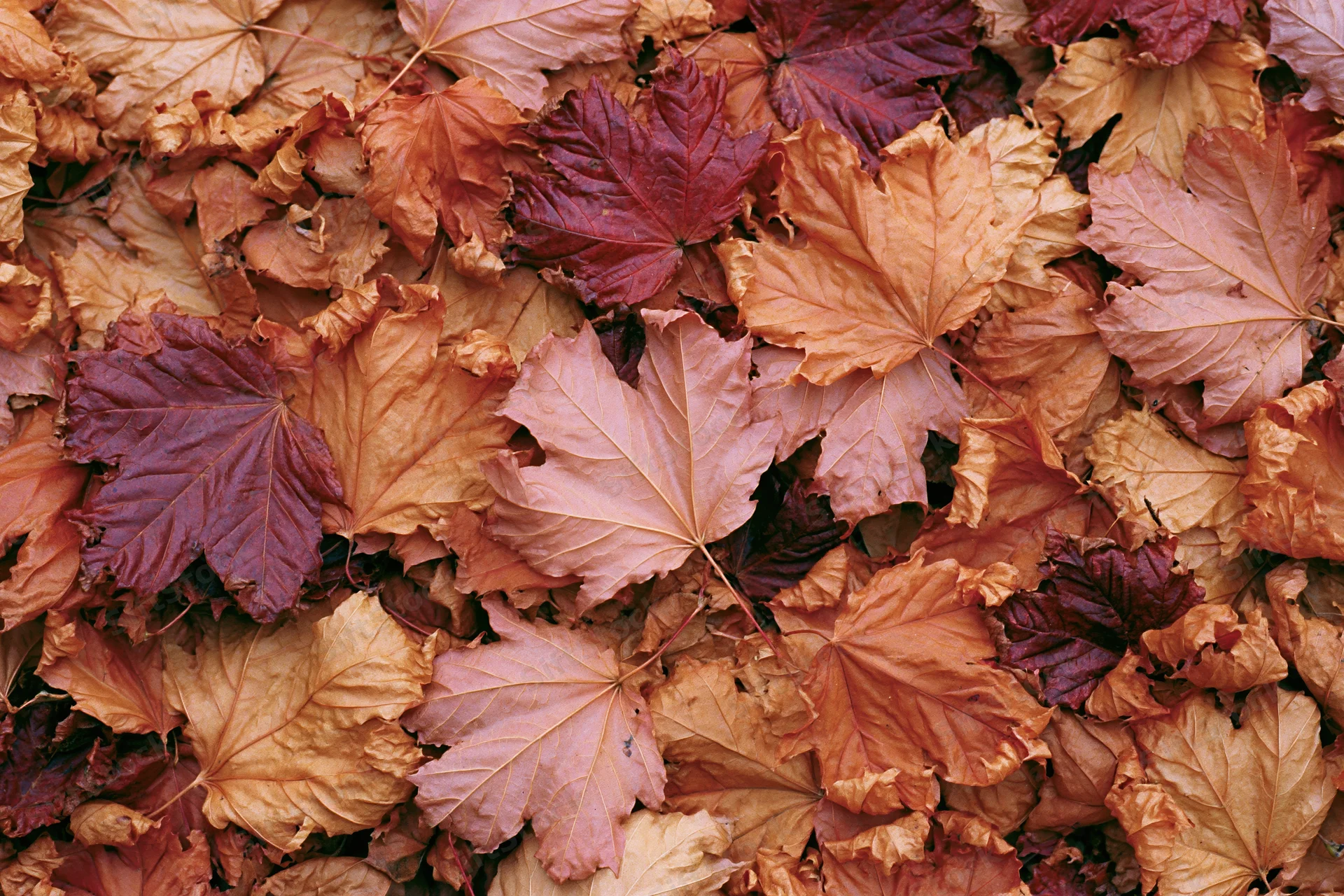 Fallen maple leaves covering the ground in a dense layer of autumn colors