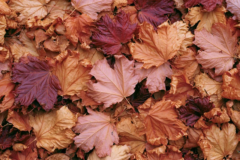 Fallen maple leaves covering the ground in a dense layer of autumn colors