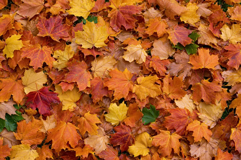 Fallen maple leaves covering the ground in a dense layer