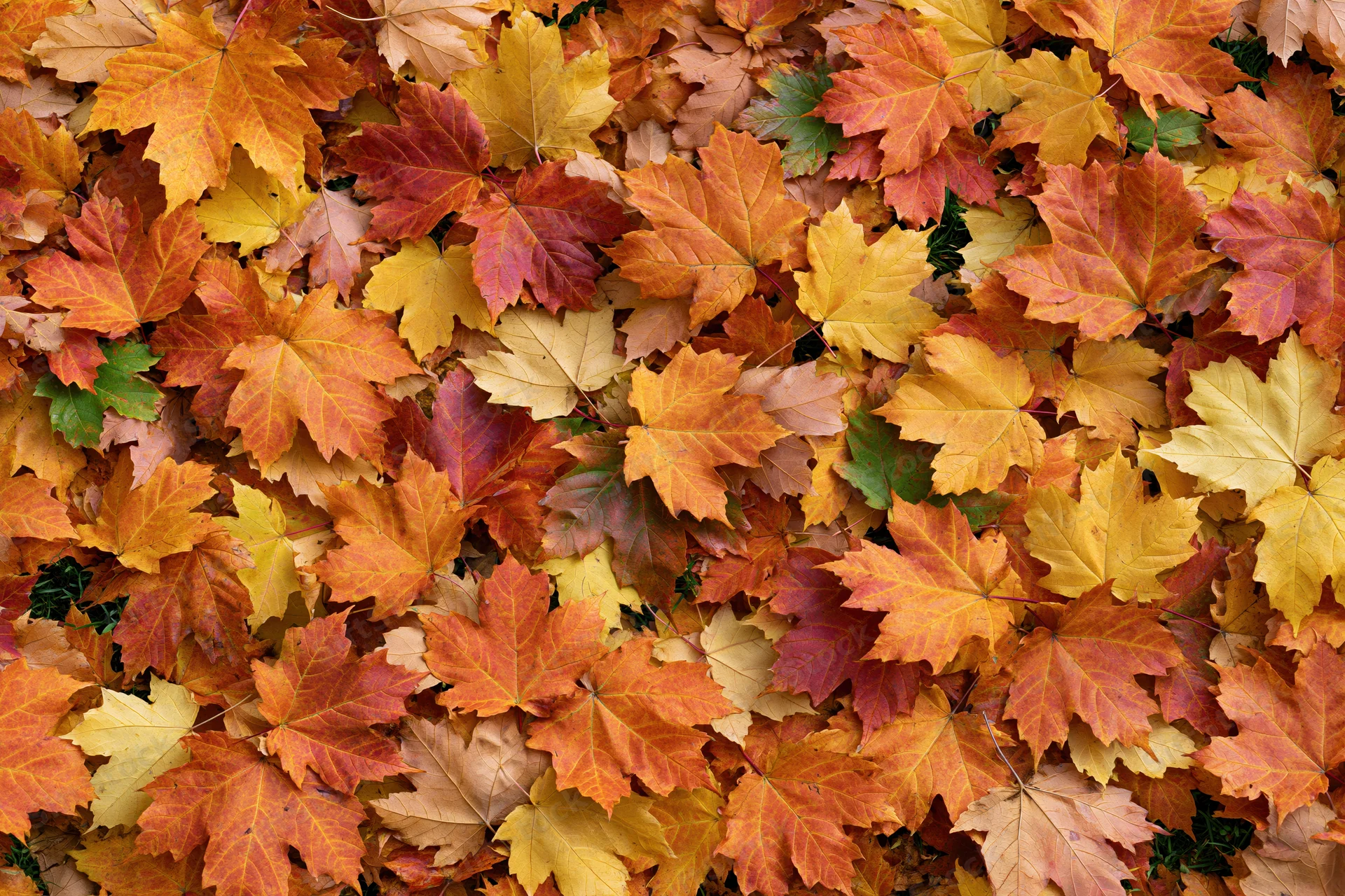 Dense layer of fallen maple leaves covering the ground in autumn
