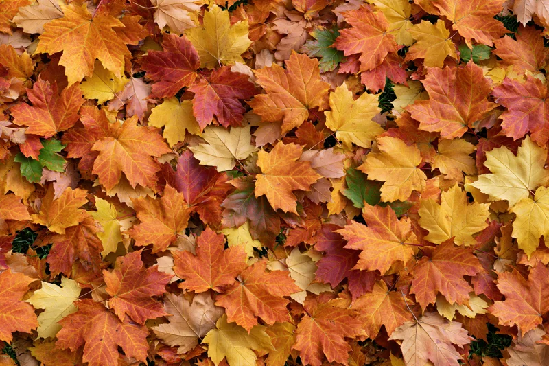 Dense layer of fallen maple leaves covering the ground in autumn