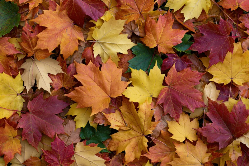 Fallen maple leaves forming a dense colorful layer on the ground