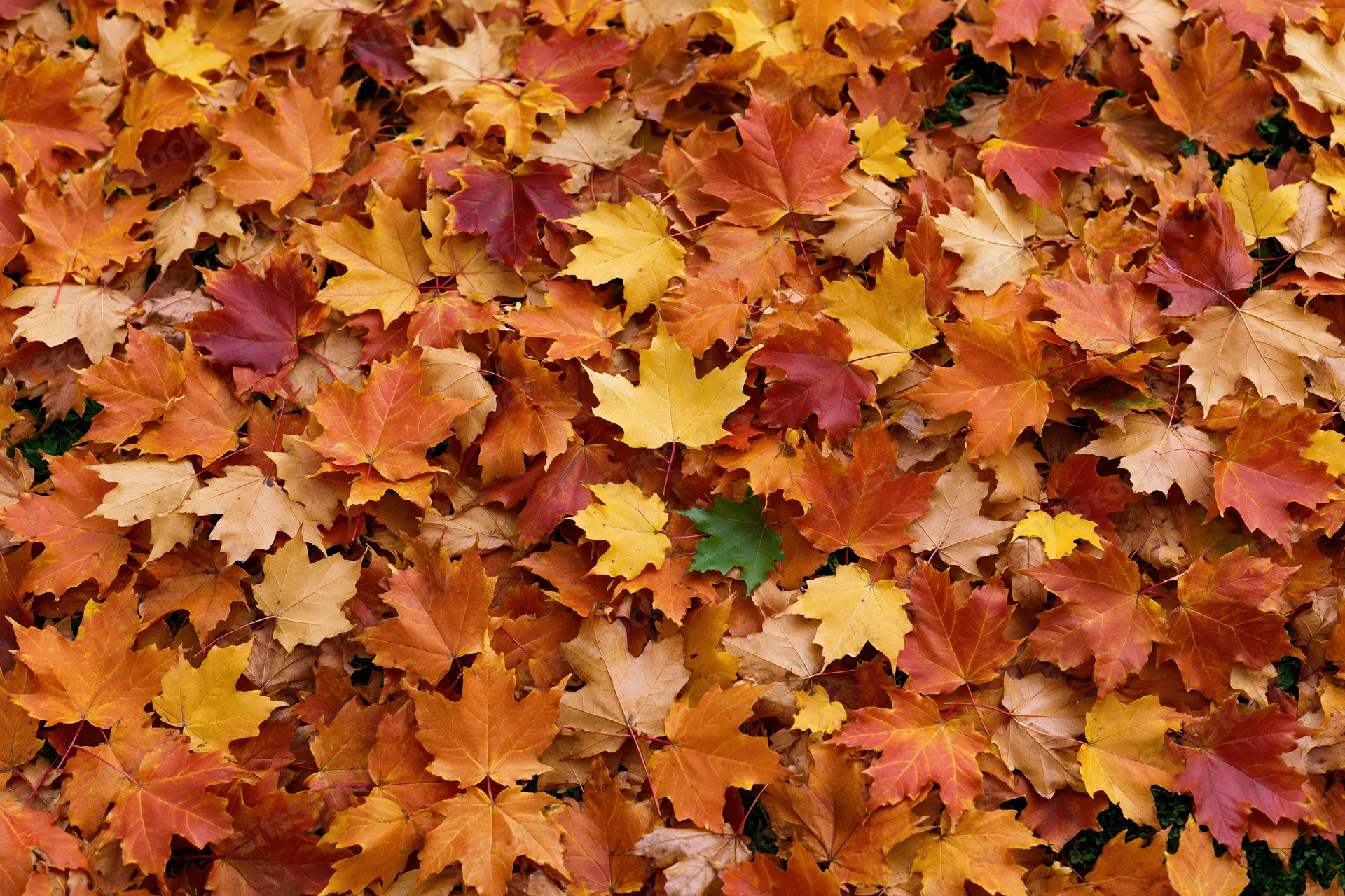 Dense layer of fallen maple leaves covering the ground in autumn