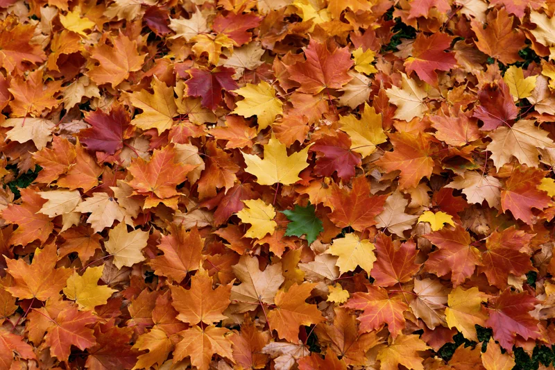 Dense layer of fallen maple leaves covering the ground in autumn