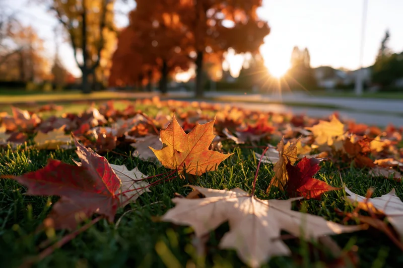 Fallen maple leaves scattered across a green grass lawn in a park at sunset