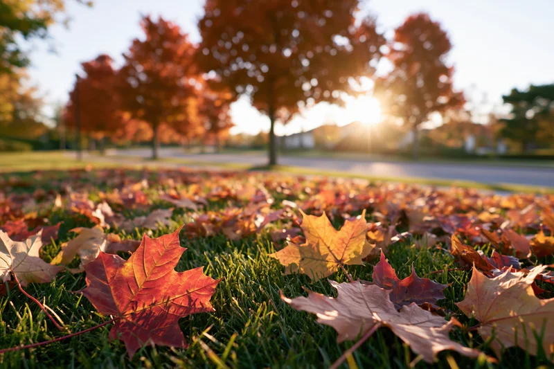 Fallen maple leaves scattered across a green lawn in a park at sunrise
