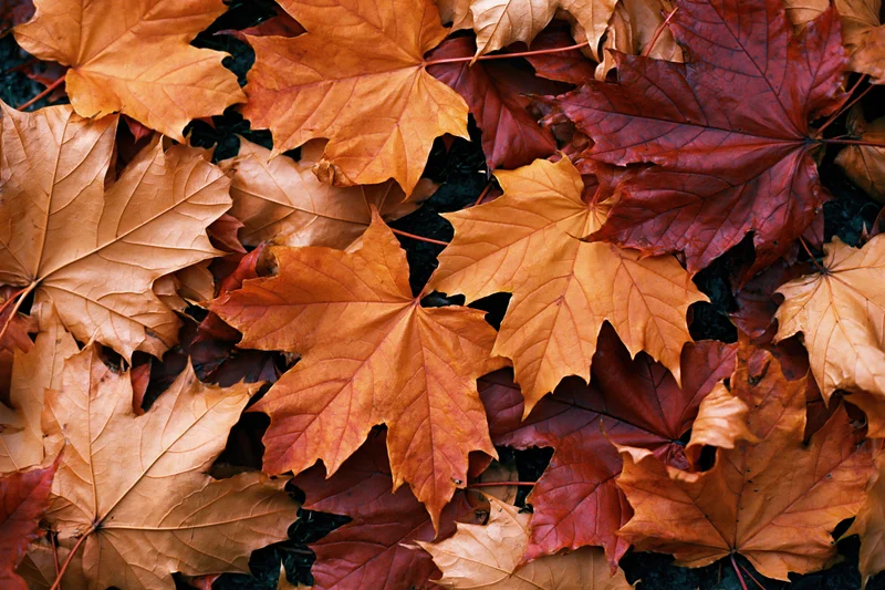 Closeup of fallen maple leaves layered on the ground in autumn