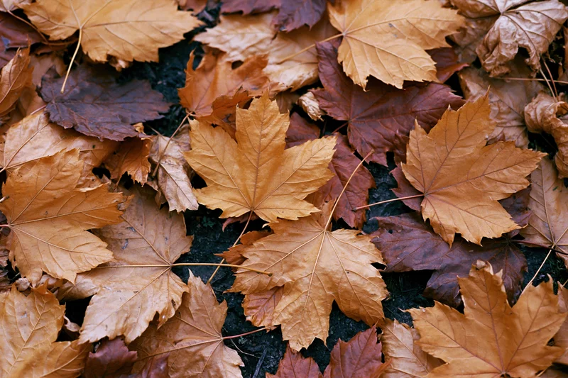 Fallen maple leaves scattered and layered on the ground closeup