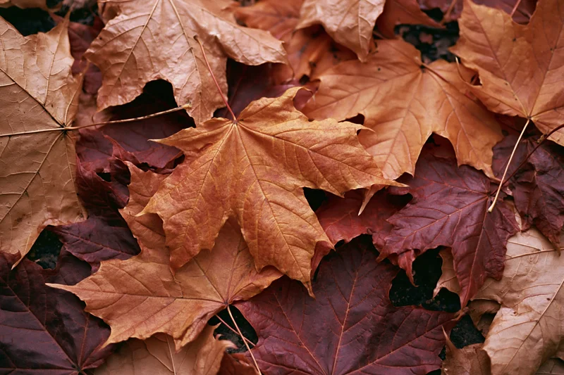 Fallen maple leaves scattered and layered on the ground close-up