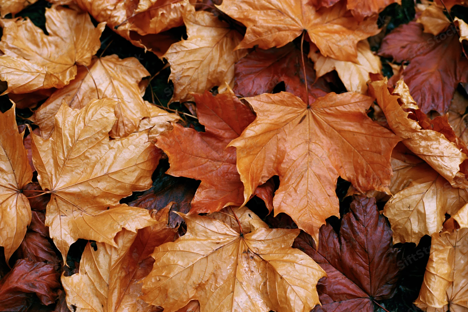 Closeup of fallen maple leaves layered on the ground in autumn