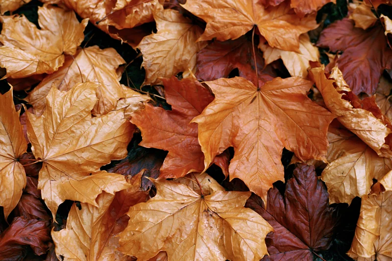 Closeup of fallen maple leaves layered on the ground in autumn