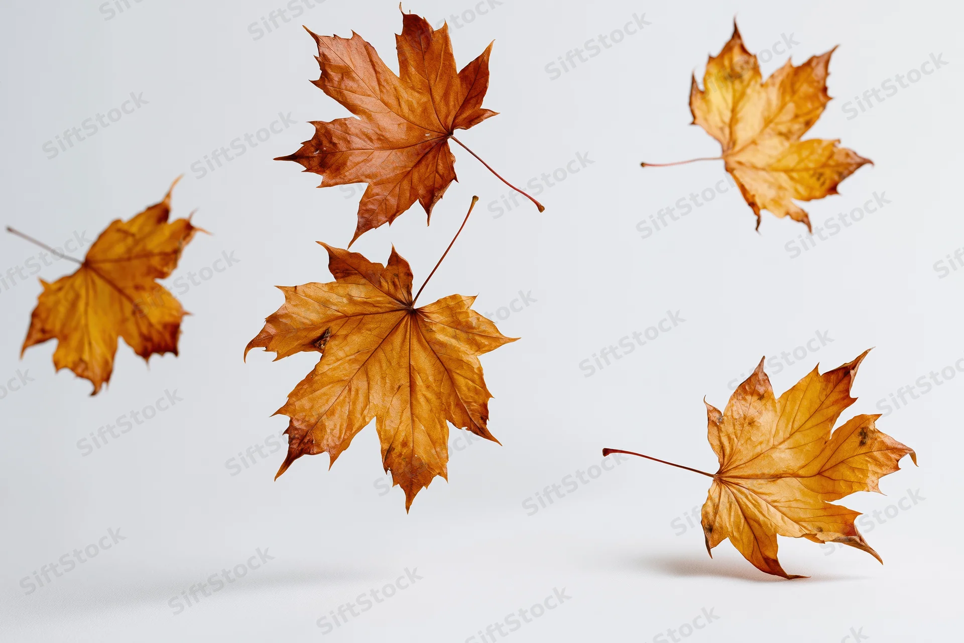 Dried maple leaves floating in midair against a white background