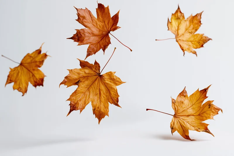 Dried maple leaves floating in midair against a white background