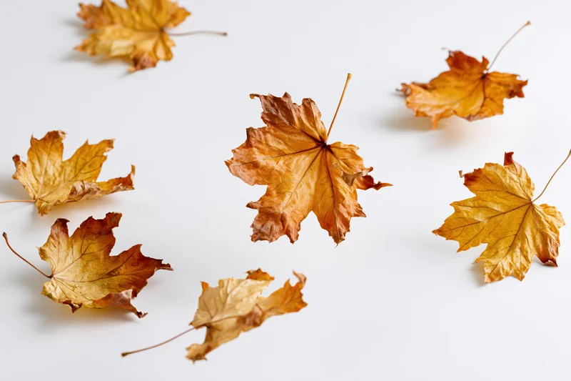 Dried maple leaves falling and scattered on a white background