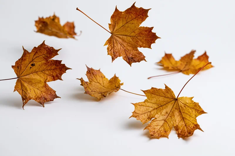 Dried maple leaves scattered and falling on a white surface