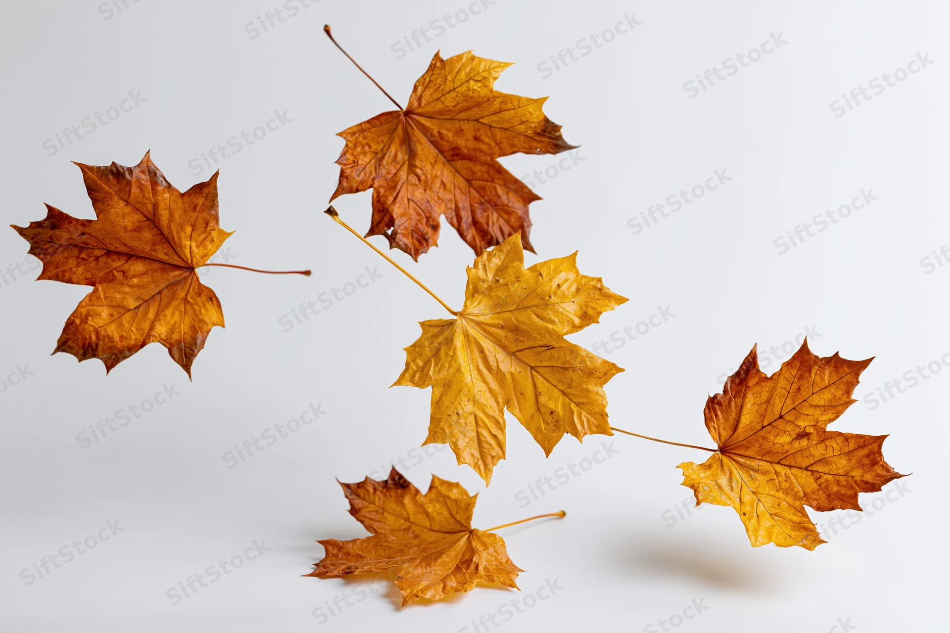 Dried maple leaves falling against a white background