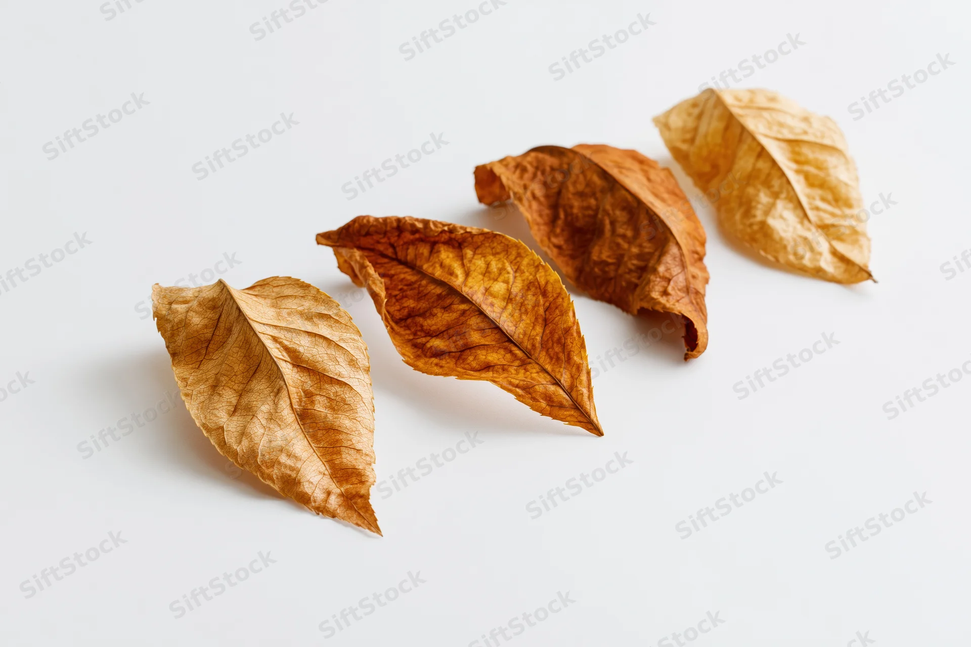 Five dry autumn leaves arranged in a diagonal line on a white surface