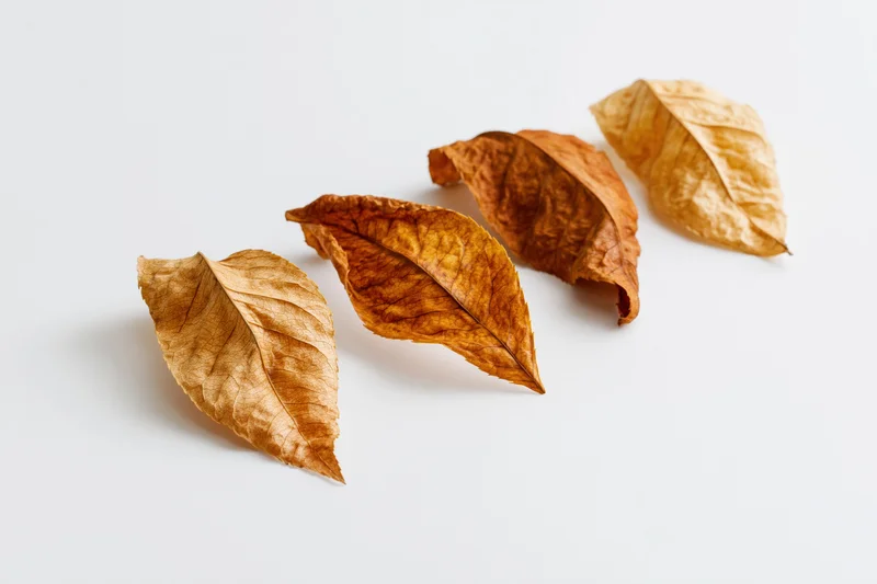 Five dry autumn leaves arranged in a diagonal line on a white surface