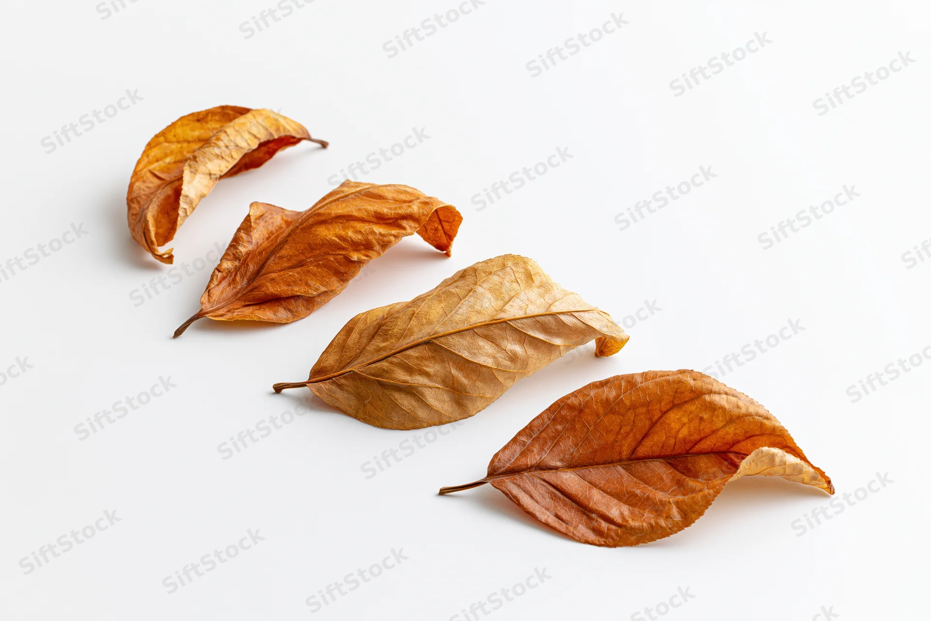 Five dry autumn leaves arranged diagonally on a white surface