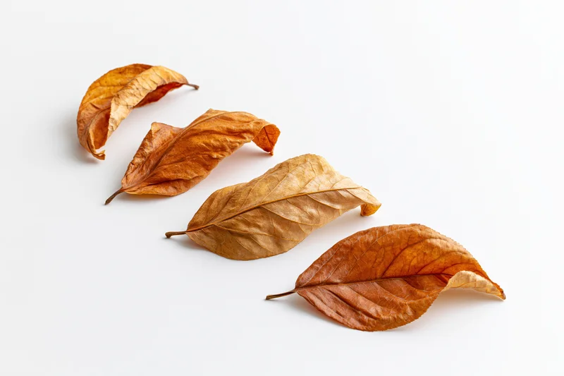 Five dry autumn leaves arranged diagonally on a white surface