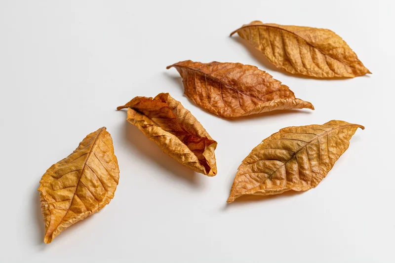 Five dry autumn leaves arranged in a loose diagonal on a white surface