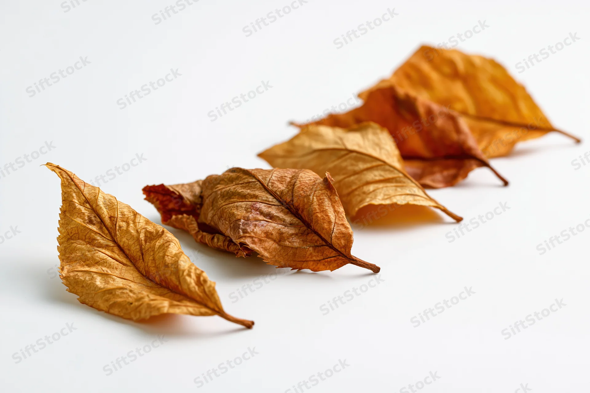 Dry autumn leaves arranged in a diagonal line on a white surface