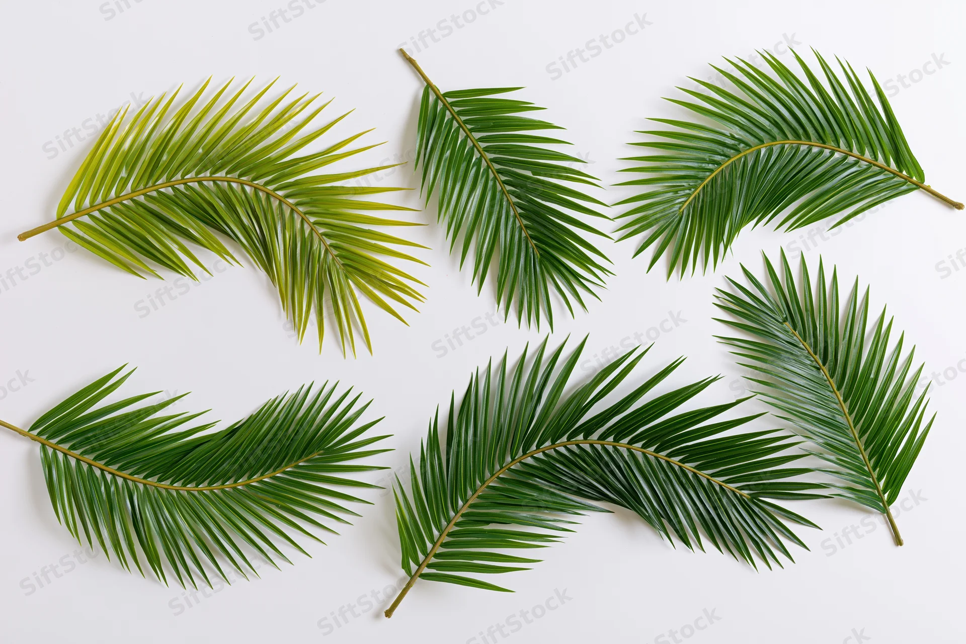 Five tropical palm fronds arranged separately on a white background