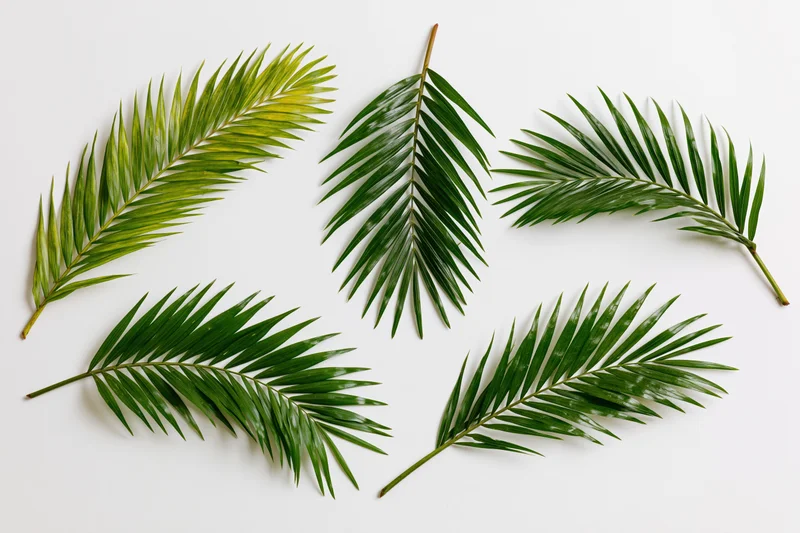 Five tropical palm fronds arranged separately on a white background