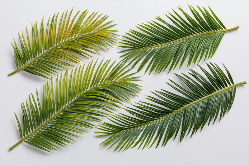 Four palm fronds arranged flat on a white surface