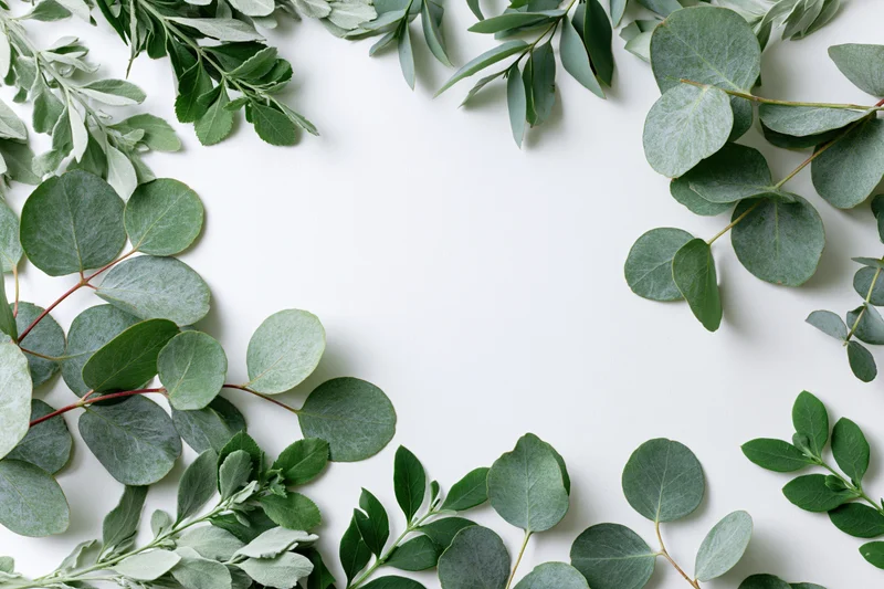 Eucalyptus and mixed green leaves arranged in a flat lay frame on white background with copyspace