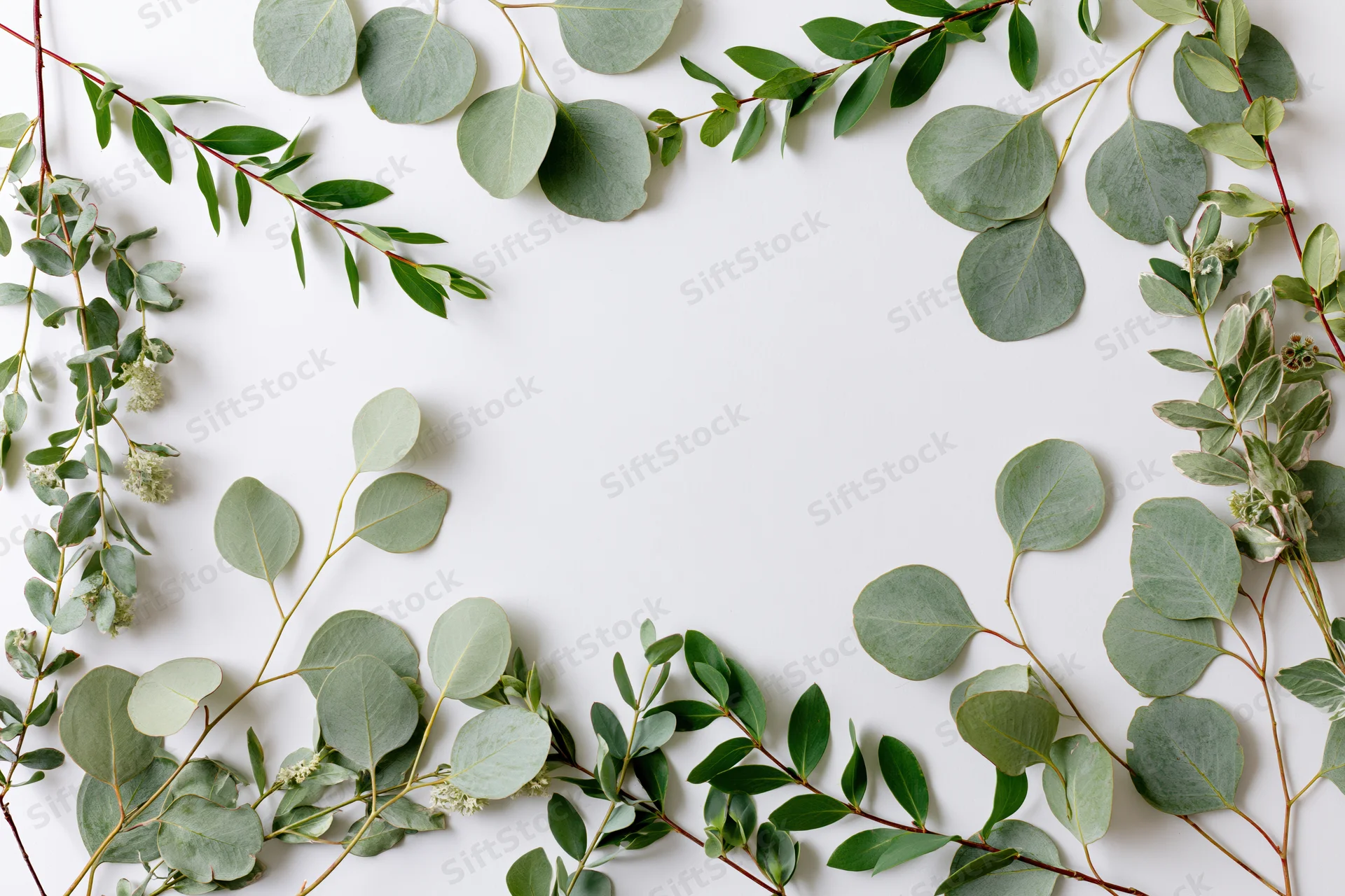 Eucalyptus and mixed green leaves arranged in a frame on white background with copyspace