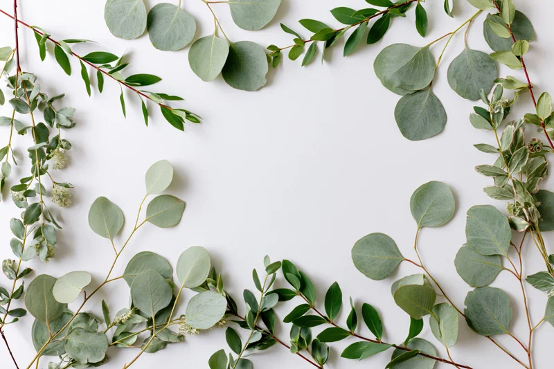 Eucalyptus and mixed green leaves arranged in a frame on white background with copyspace
