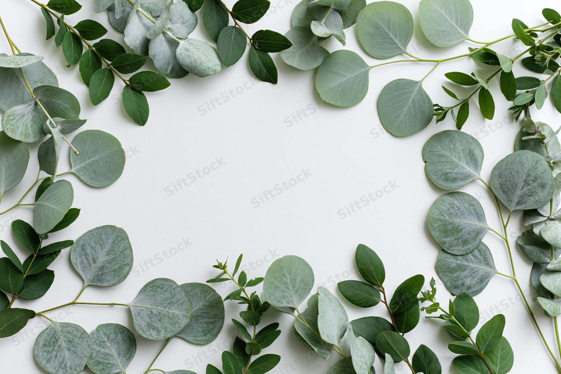Eucalyptus and mixed green leaves arranged in a frame on white background with copyspace